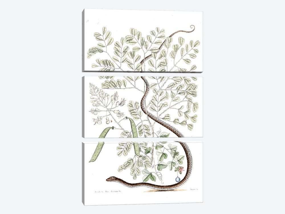 Spotted Ribbon Snake & Caesalpinia Brasiliensis by Mark Catesby 3-piece Canvas Art Print