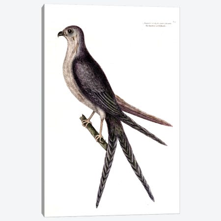 Swallow-Tailed Hawk Canvas Print #CAT164} by Mark Catesby Art Print