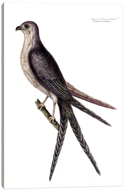 Swallow-Tailed Hawk Canvas Art Print