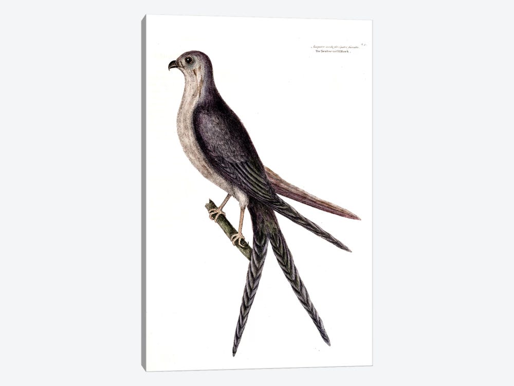 Swallow-Tailed Hawk by Mark Catesby 1-piece Canvas Artwork