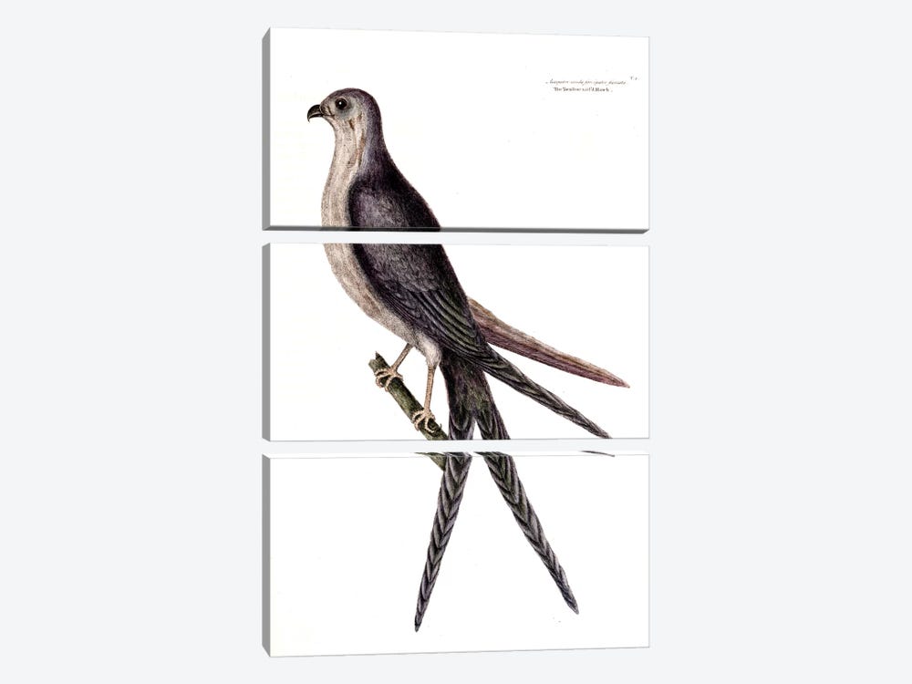 Swallow-Tailed Hawk by Mark Catesby 3-piece Canvas Wall Art