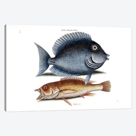 Tang & Yellow Fish Canvas Print #CAT165} by Mark Catesby Canvas Print