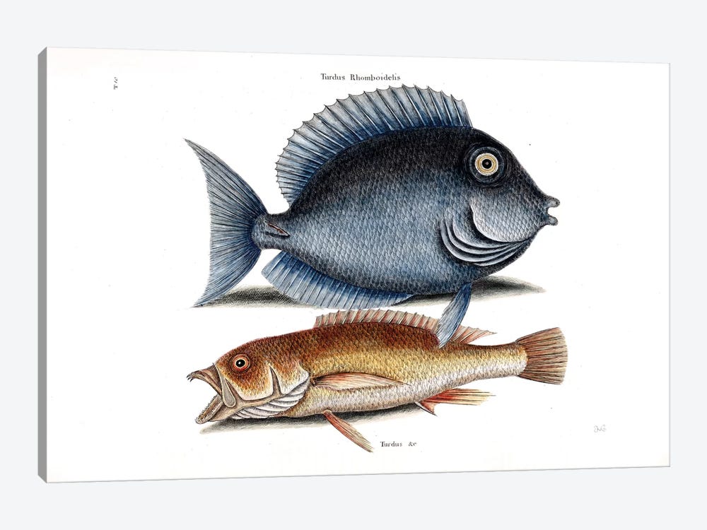 Tang & Yellow Fish by Mark Catesby 1-piece Art Print