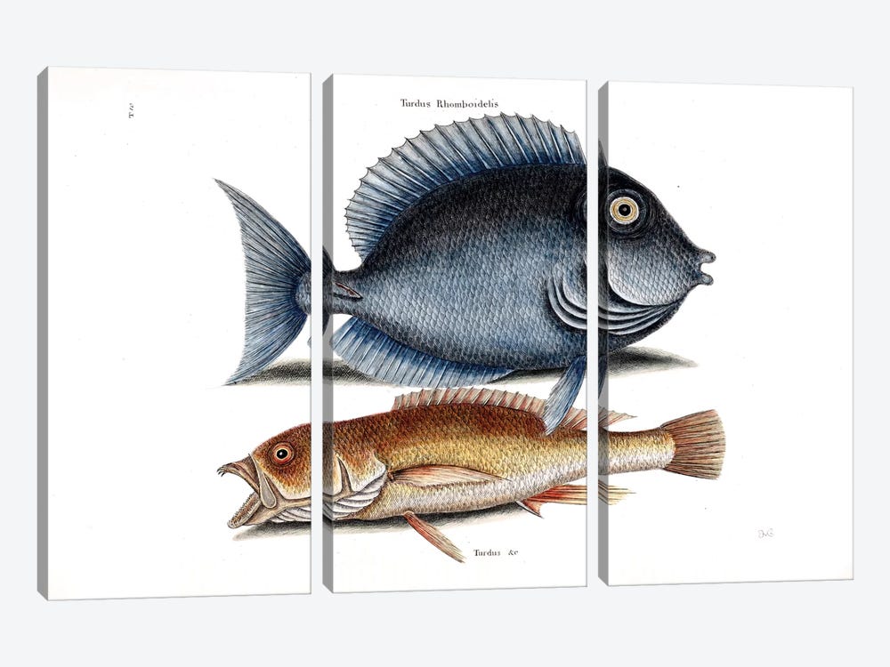 Tang & Yellow Fish by Mark Catesby 3-piece Canvas Art Print