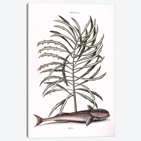 The Sucking Fish (Remora) & Phyllanthus Canvas Print #CAT166} by Mark Catesby Canvas Print