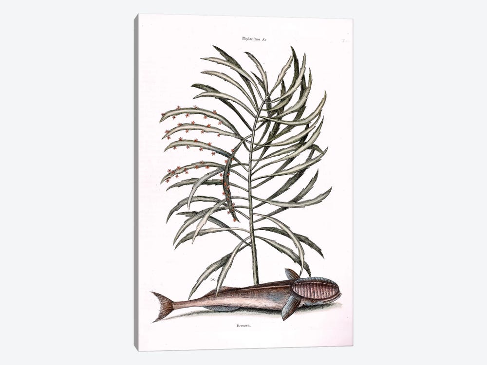The Sucking Fish (Remora) & Phyllanthus by Mark Catesby 1-piece Canvas Art