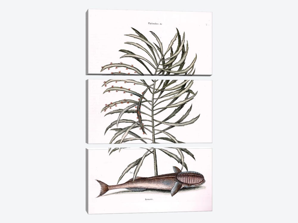 The Sucking Fish (Remora) & Phyllanthus by Mark Catesby 3-piece Canvas Artwork