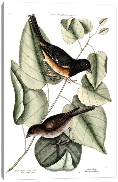 Towhe, Cowpen & Black Poplar Of Carolina Canvas Art Print - Botanical Illustrations