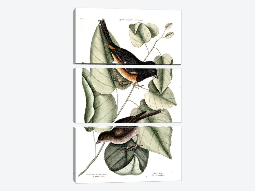 Towhe, Cowpen & Black Poplar Of Carolina 3-piece Canvas Print