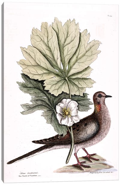 Turtle Dove Of Carolina & Mayapple Canvas Art Print - Dove & Pigeon Art