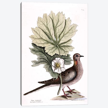 Turtle Dove Of Carolina & Mayapple Canvas Print #CAT169} by Mark Catesby Canvas Artwork