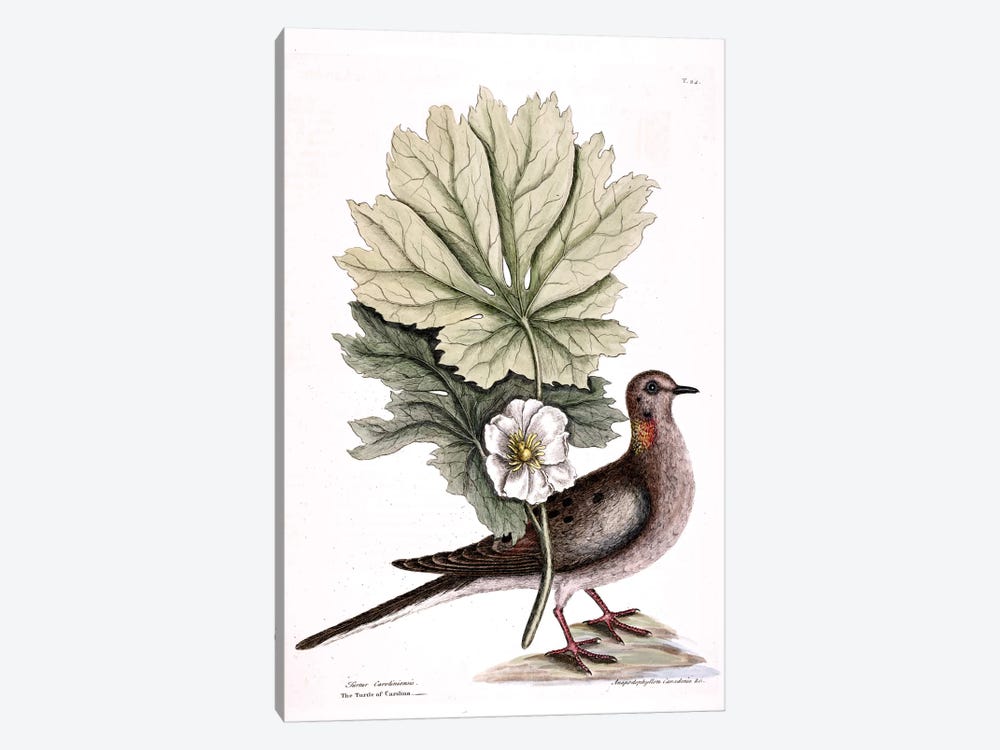 Turtle Dove Of Carolina & Mayapple by Mark Catesby 1-piece Art Print