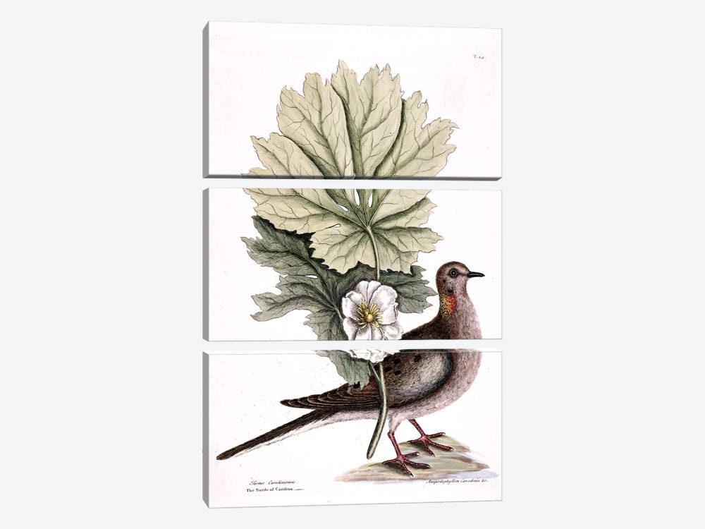 Turtle Dove Of Carolina & Mayapple by Mark Catesby 3-piece Canvas Print