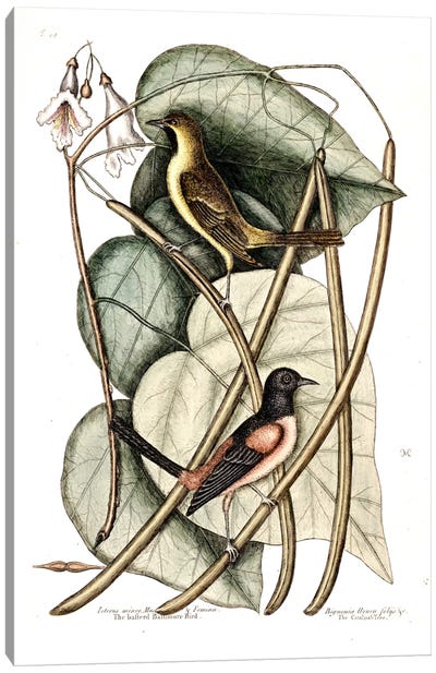 Bastard Baltimore & Catalpa Tree Canvas Art Print - Botanical Illustrations