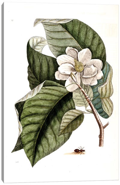 Velvet Ant & Magnolia Acuminata (Cucumber Tree) Canvas Art Print - Botanical Illustrations