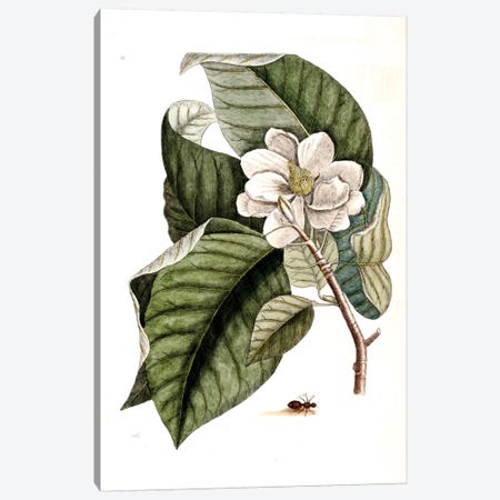 Velvet Ant & Magnolia Acuminata (Cucumber Tree) Canvas Print #CAT171} by Mark Catesby Art Print