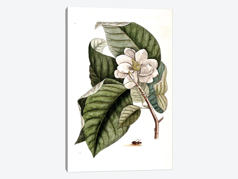 Velvet Ant & Magnolia Acuminata (Cucumber Tree) by Mark Catesby 1-piece Canvas Art