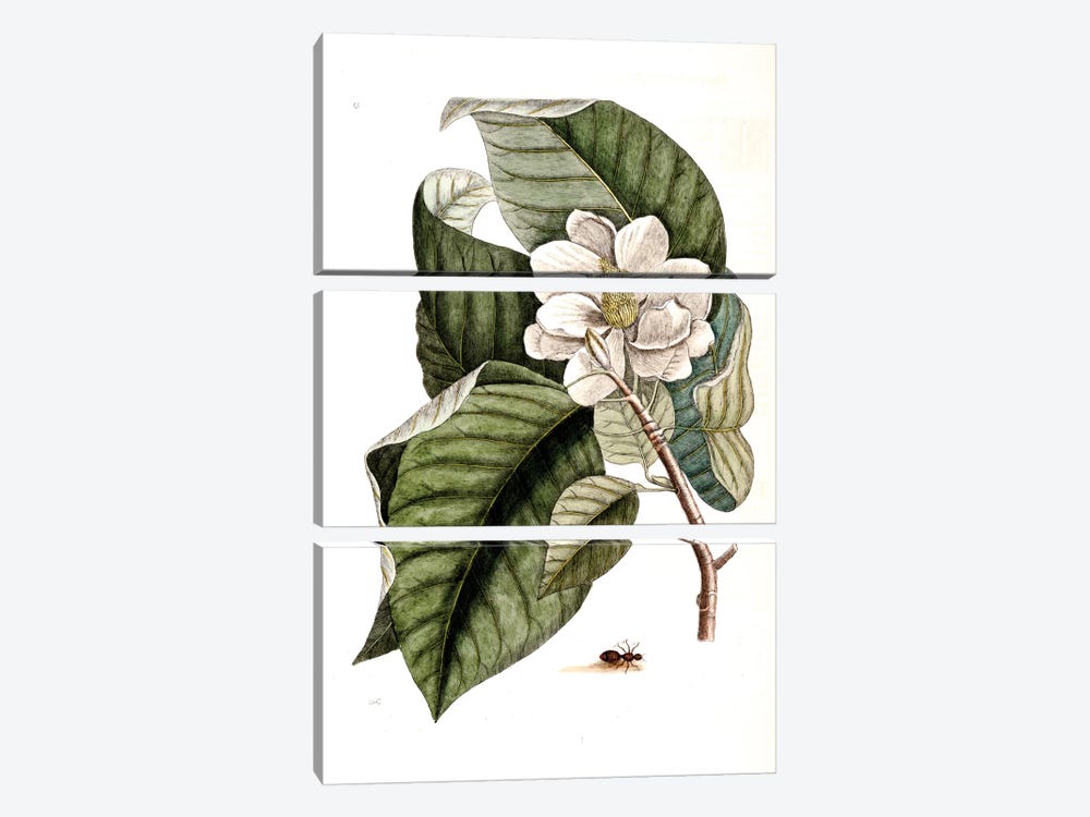 Velvet Ant & Magnolia Acuminata (Cucumber Tree) by Mark Catesby 3-piece Canvas Artwork