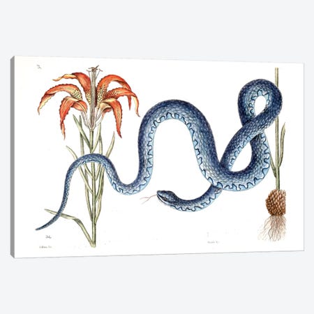 Wampum Snake & Red Lilly Canvas Print #CAT172} by Mark Catesby Canvas Art Print