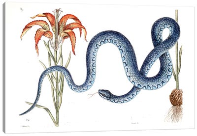 Wampum Snake & Red Lilly Canvas Art Print - New York Botanical Garden