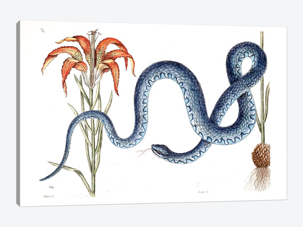 Wampum Snake & Red Lilly by Mark Catesby 1-piece Art Print