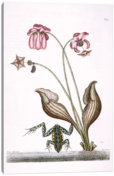 Water Frog & Sarracenia Canvas Art Print - Botanical Illustrations