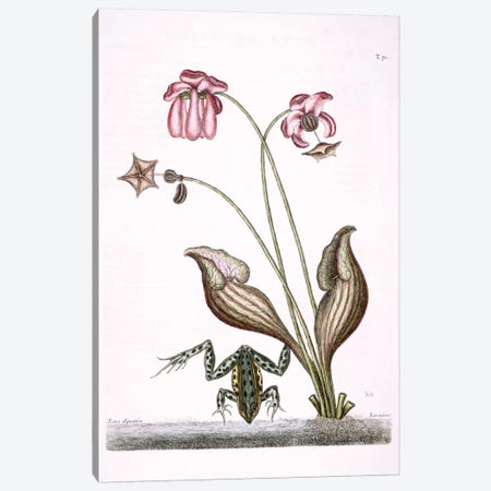 Water Frog & Sarracenia Canvas Print #CAT173} by Mark Catesby Art Print