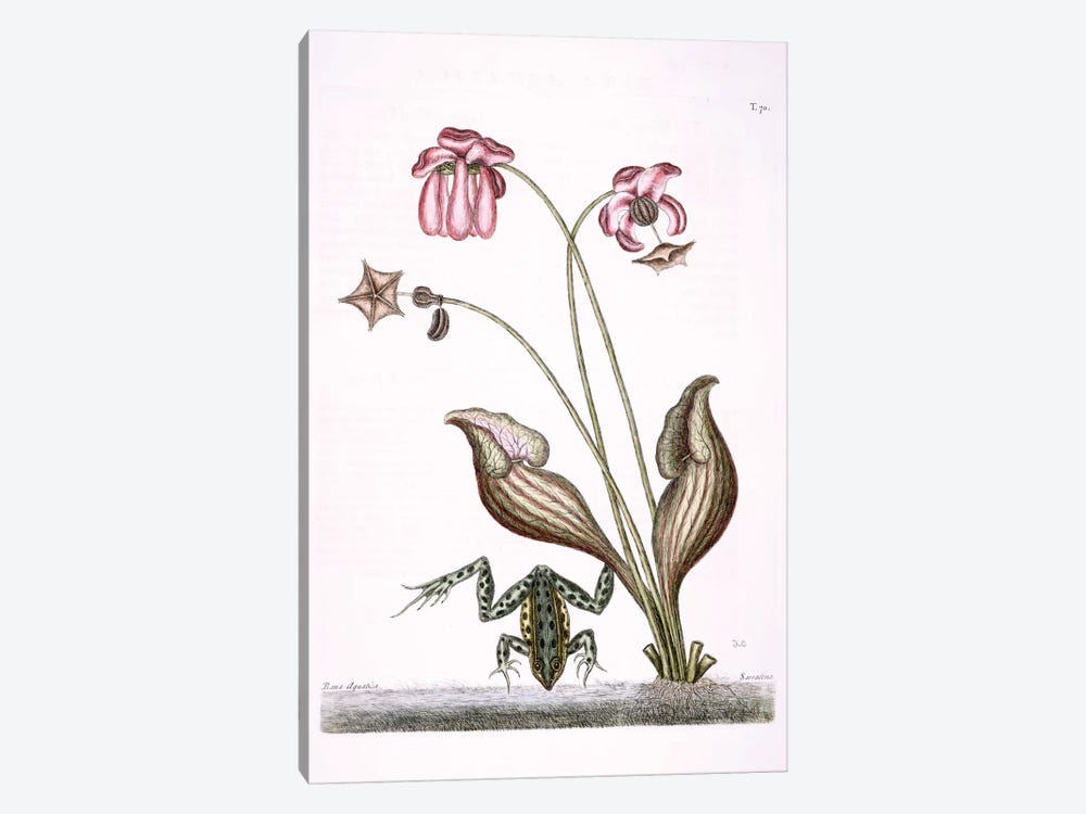 Water Frog & Sarracenia by Mark Catesby 1-piece Canvas Art