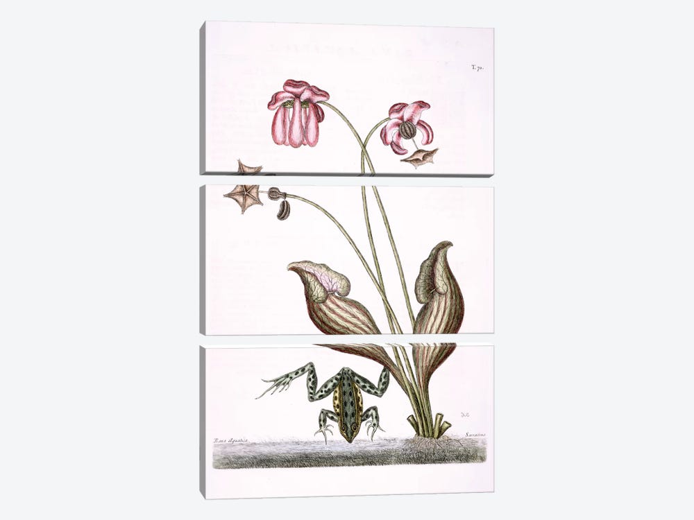 Water Frog & Sarracenia by Mark Catesby 3-piece Canvas Artwork
