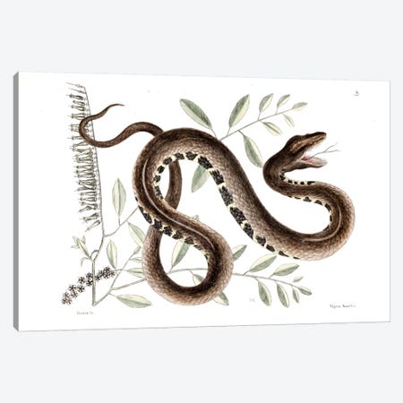 Water Viper & Andromeda Paniculata Canvas Print #CAT174} by Mark Catesby Canvas Art