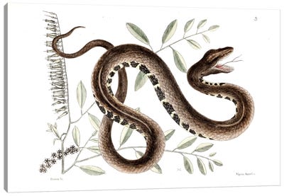 Water Viper & Andromeda Paniculata Canvas Art Print - Reptile & Amphibian Art
