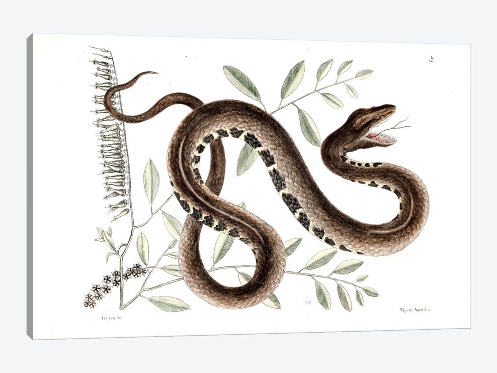 Water Viper & Andromeda Paniculata by Mark Catesby 1-piece Canvas Print