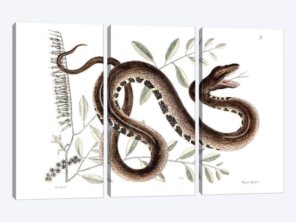 Water Viper & Andromeda Paniculata by Mark Catesby 3-piece Canvas Print