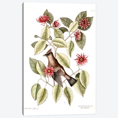 Waxwing Chatterer & Sweetshrub Canvas Print #CAT175} by Mark Catesby Canvas Art