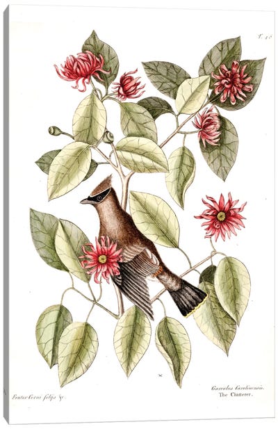 Waxwing Chatterer & Sweetshrub Canvas Art Print - Botanical Illustrations