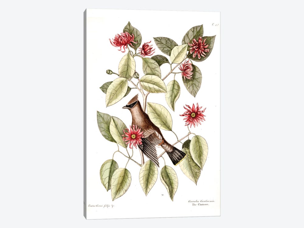 Waxwing Chatterer & Sweetshrub by Mark Catesby 1-piece Canvas Artwork