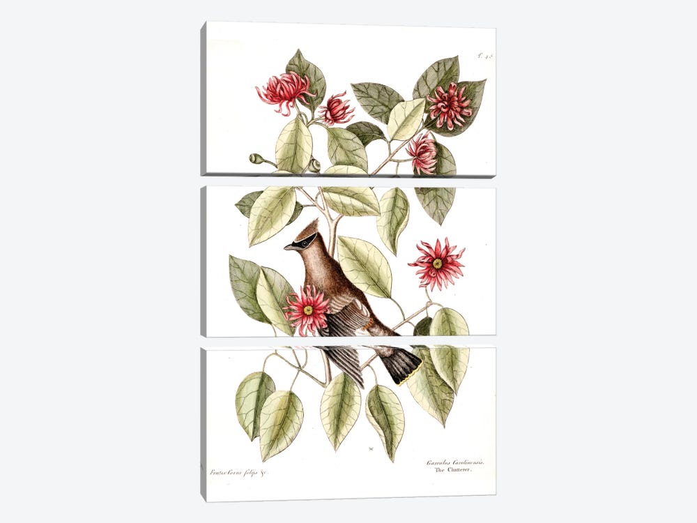 Waxwing Chatterer & Sweetshrub 3-piece Canvas Wall Art