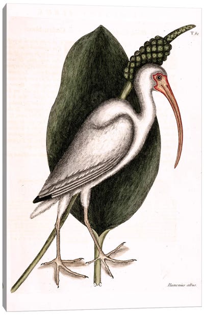 White Curlew (American White Ibis) & Orontium Aquaticum (Golden-Club) Canvas Art Print - Tropical Décor