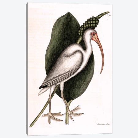 White Curlew (American White Ibis) & Orontium Aquaticum (Golden-Club) Canvas Print #CAT177} by Mark Catesby Canvas Wall Art