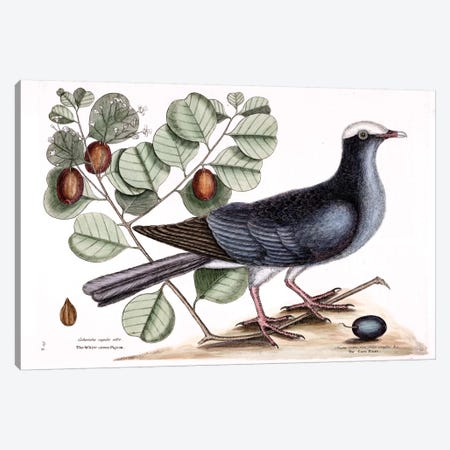 White-Crowned Pigeon & Cocoa Plum Canvas Print #CAT178} by Mark Catesby Canvas Print