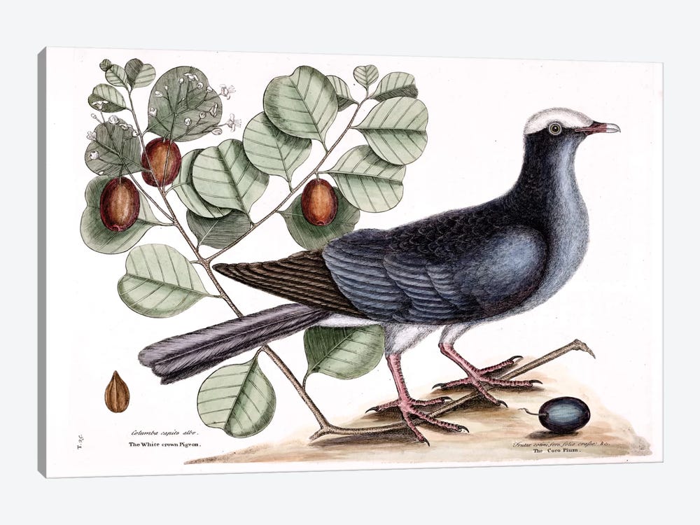 White-Crowned Pigeon & Cocoa Plum by Mark Catesby 1-piece Canvas Print