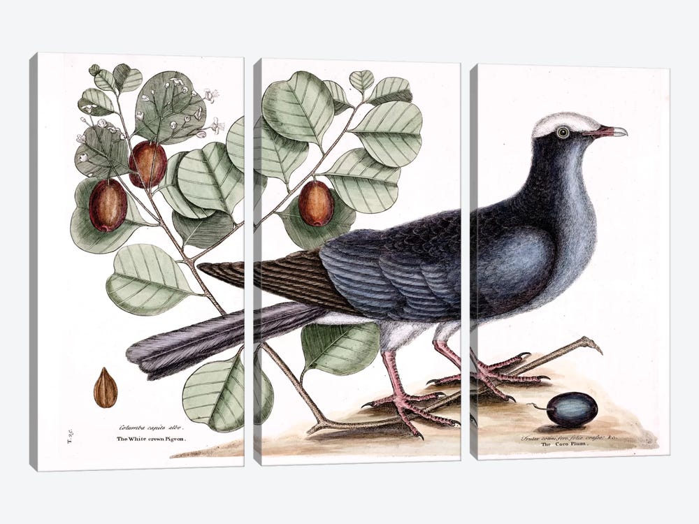 White-Crowned Pigeon & Cocoa Plum by Mark Catesby 3-piece Canvas Print