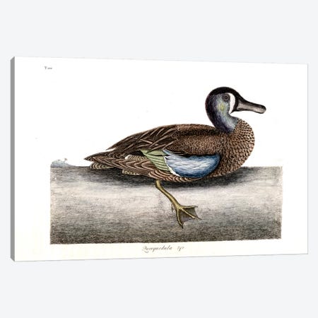 White-Faced Teal Canvas Print #CAT179} by Mark Catesby Canvas Print