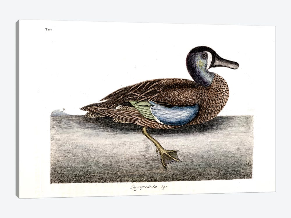 White-Faced Teal by Mark Catesby 1-piece Canvas Wall Art