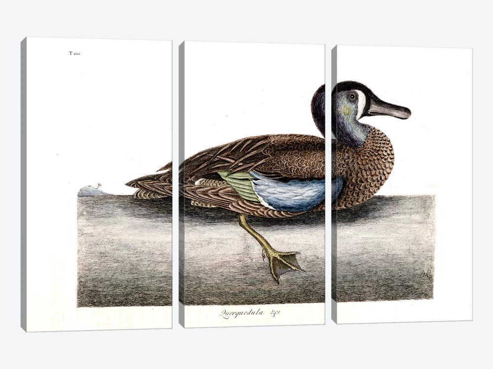 White-Faced Teal by Mark Catesby 3-piece Canvas Wall Art