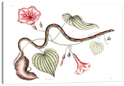 Bead Snake & Virginian Potato Canvas Art Print - Reptile & Amphibian Art