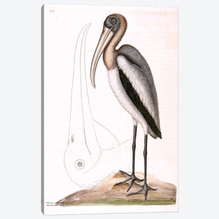 Wood Pelican Canvas Print #CAT180} by Mark Catesby Canvas Artwork
