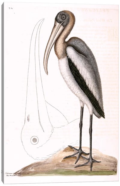 Wood Pelican Canvas Art Print - Pelican Art