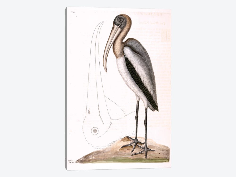 Wood Pelican by Mark Catesby 1-piece Canvas Art
