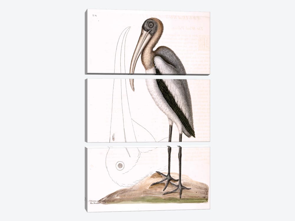 Wood Pelican by Mark Catesby 3-piece Canvas Artwork